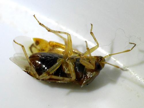 Réf. 333 861 : Deraeocoris lutescens
